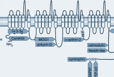 2022 AHRA Webinar for Cardiac Channelopathy